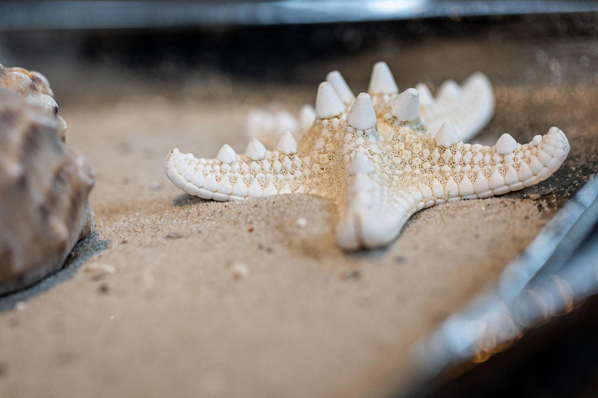 Solvis Villa Zingst Bagian luar foto